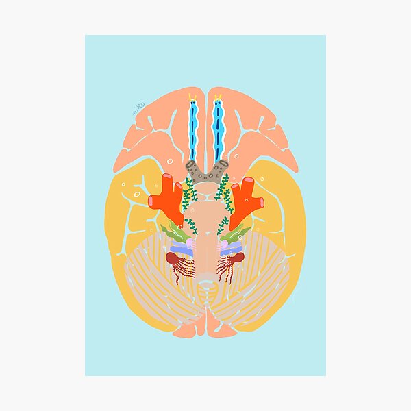 Brain Coral Photographic Print