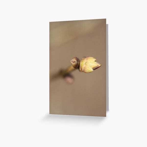 Little Crown Greeting Card