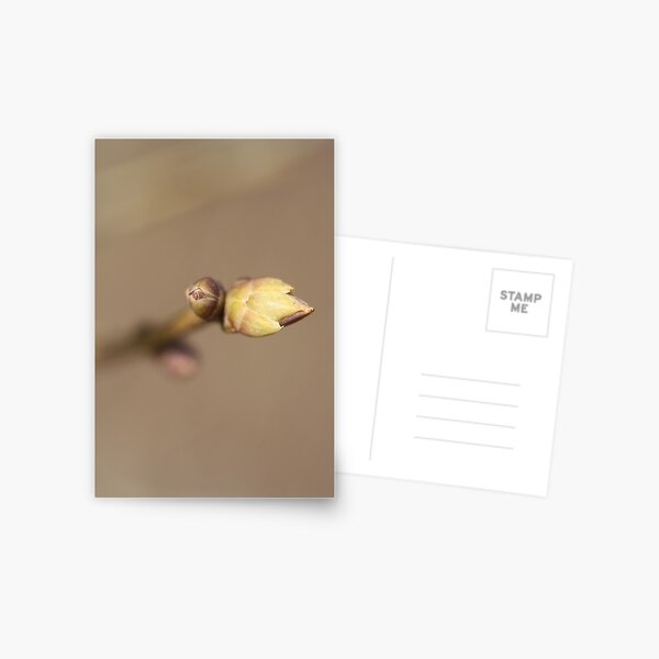 Little Crown Postcard