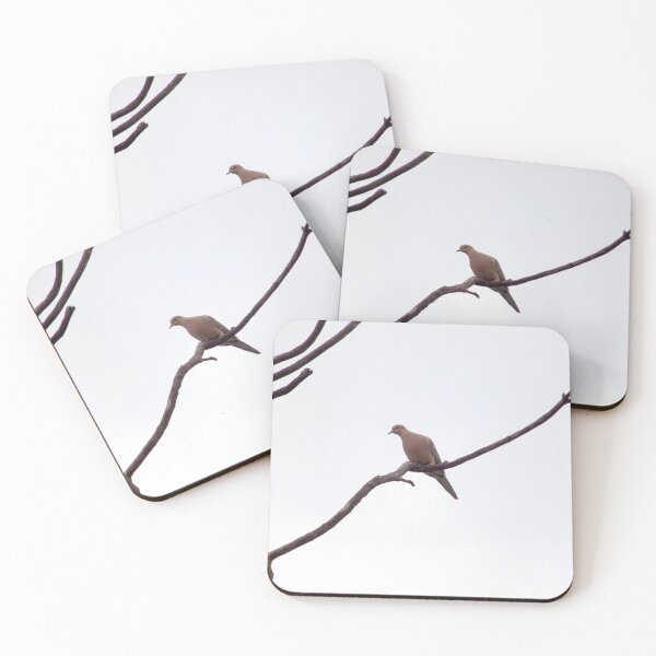 Item preview, Single White-tipped Dove (Leptotila verreauxi) with Breeding Coloration designed and sold by Inuyasha907.