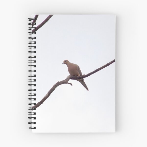 Item preview, Single White-tipped Dove (Leptotila verreauxi) with Breeding Coloration designed and sold by Inuyasha907.