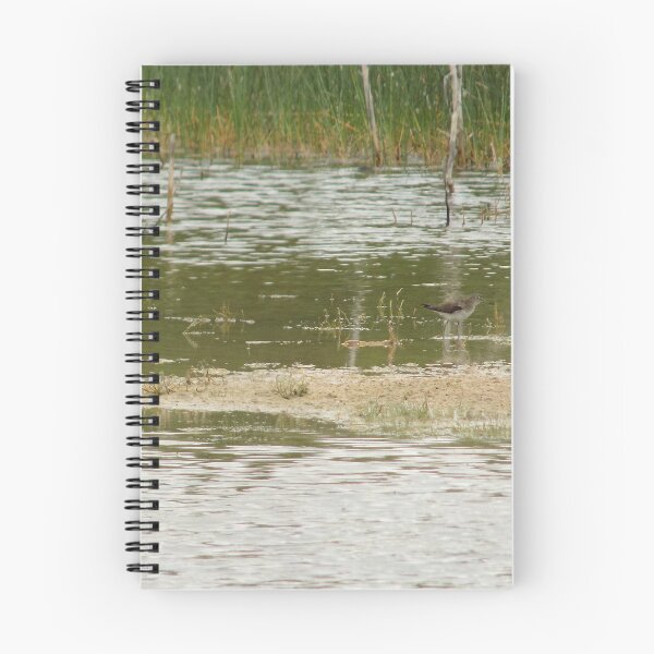 Item preview, Solitary Sandpipers (Tringa solitaria) in Caliche Pit designed and sold by Inuyasha907.