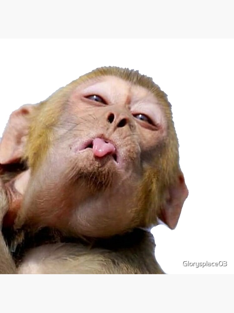 Visit the post for more.  Monkeys funny, Monkey face, Monkey