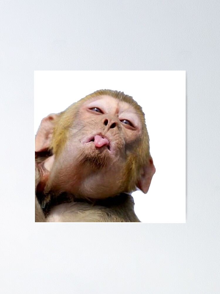 funny monkey funny monkey