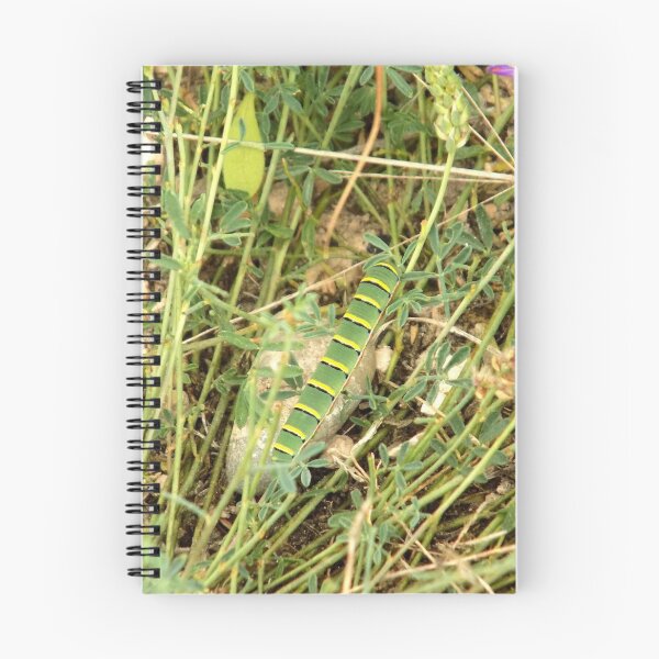 Item preview, Southern Dogface Butterfly Caterpillar (Zerene cesonia) designed and sold by Inuyasha907.