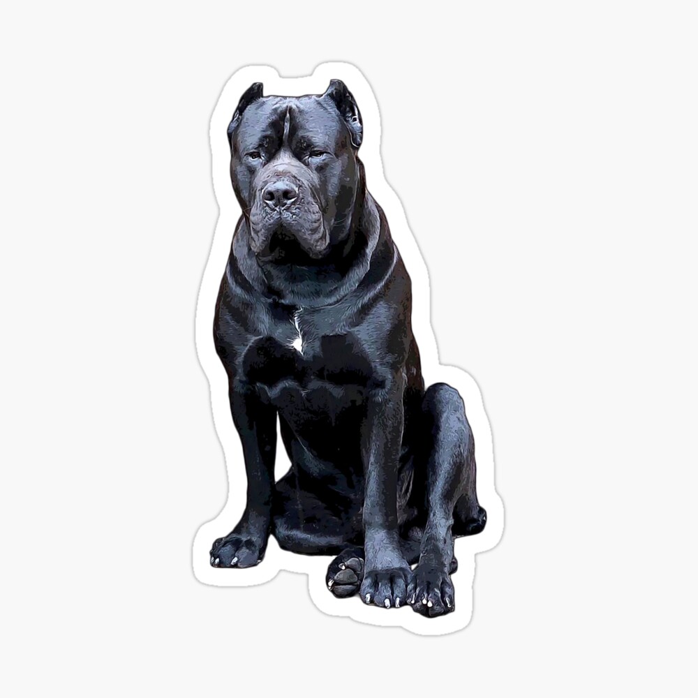  Cane Corso Impressie Guard Dog  Photographic Print