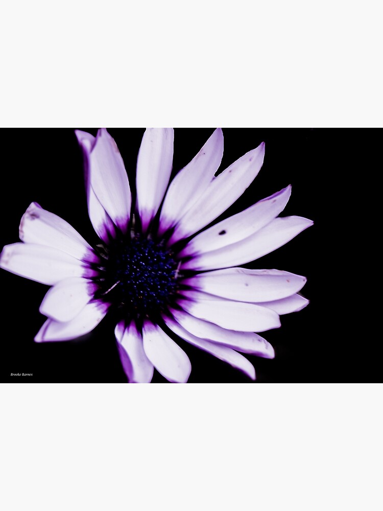 Tarjetas de felicitación «Flor morada blanca» de Photosbybrooke | Redbubble