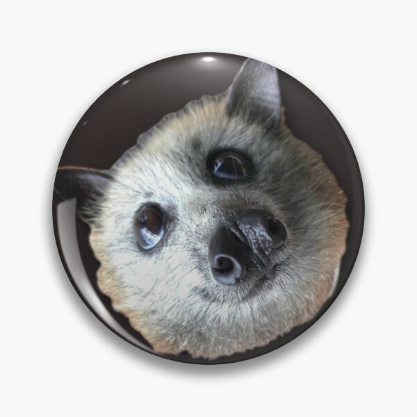 Item preview, Handsome Grey Headed Flying Fox Bat Sinbad. designed and sold by BabyBats.
