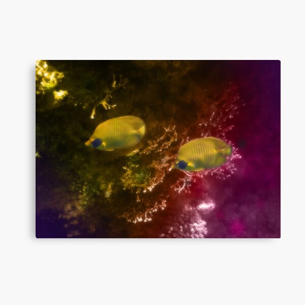 The Lovely Masked Butterflyfish In The Red Sea Canvas Print