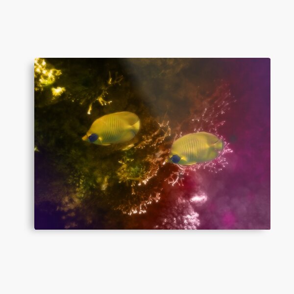 The Lovely Masked Butterflyfish In The Red Sea Metal Print