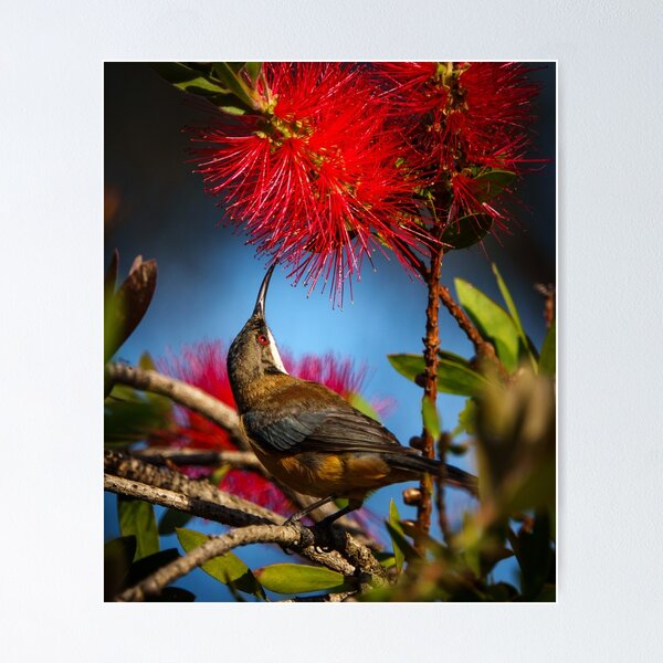Item preview, Eastern Spinebill with Callistemon Flower designed and sold by theleastone.