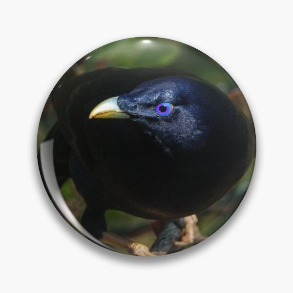 Item preview, Satin Bowerbird, adult male designed and sold by theleastone.