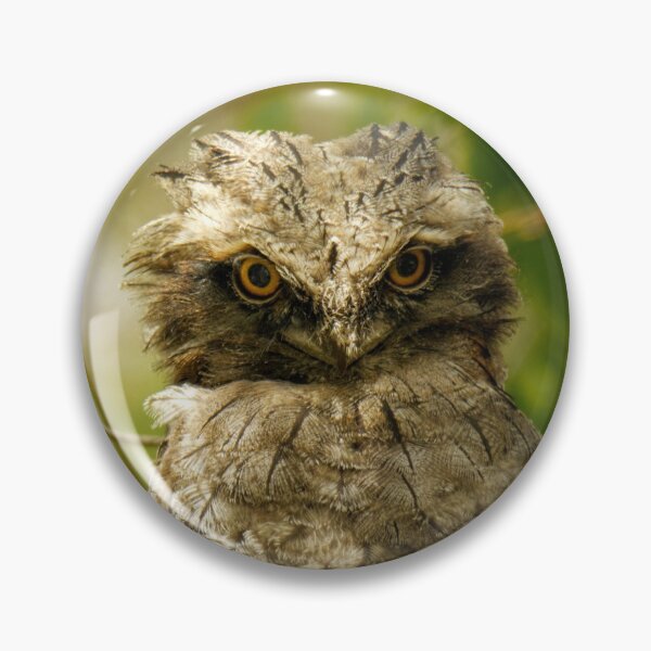 Item preview, Tawny Frogmouth Juvenile designed and sold by theleastone.