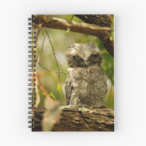 Item preview, Tawny Frogmouth Juvenile designed and sold by theleastone.
