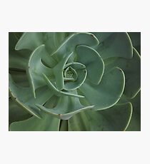 Green leaves Photographic Print