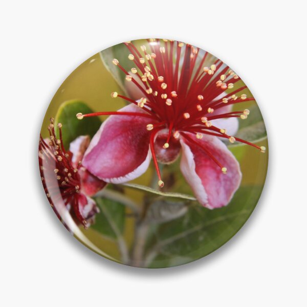 Item preview, Feijoa designed and sold by coffeebean.