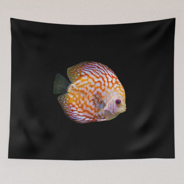 Item preview, Discus discus cichlid I aquarium hobby designed and sold by Argentini.