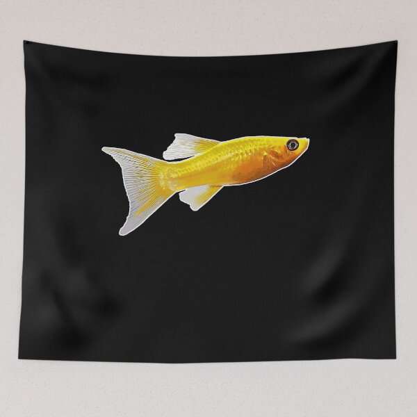 Item preview, Molly Spitzmaulkärpfling aquarium fish I Hobby designed and sold by Argentini.