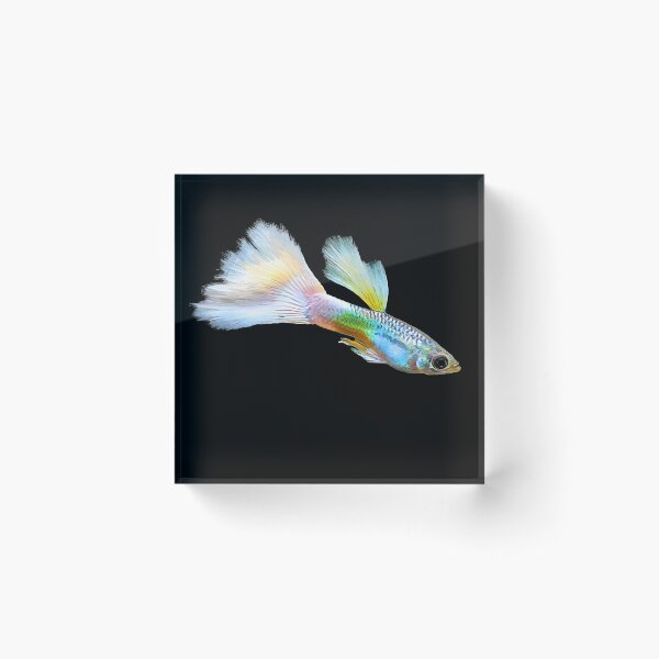Item preview, Guppy aquarium fish I aquarist hobby aquarium hobby designed and sold by Argentini.
