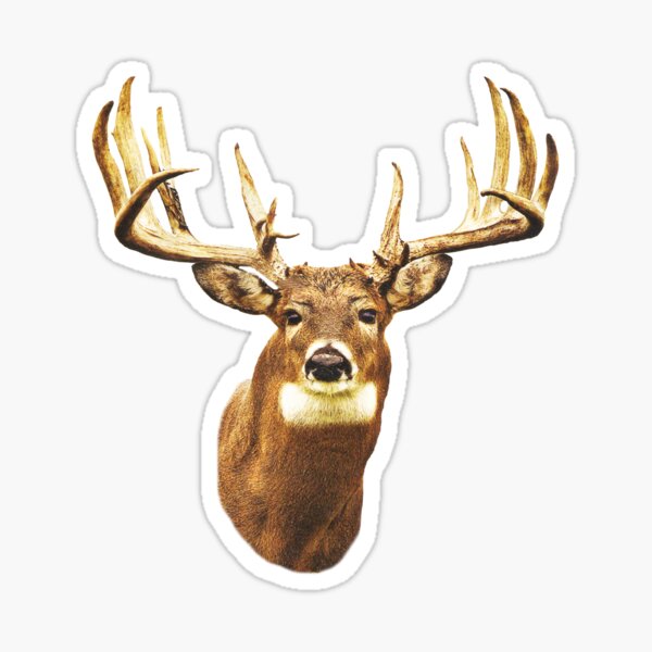 Mule Deer T-Shirt Sticker