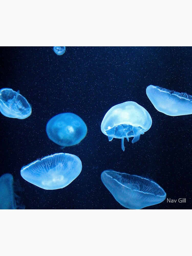 Swimming Jellyfish by newlightphoto