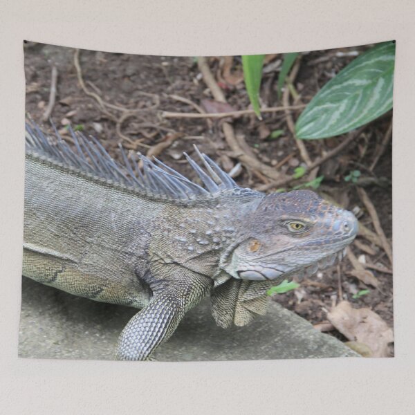 Item preview, Iguana designed and sold by SJ Reddy.