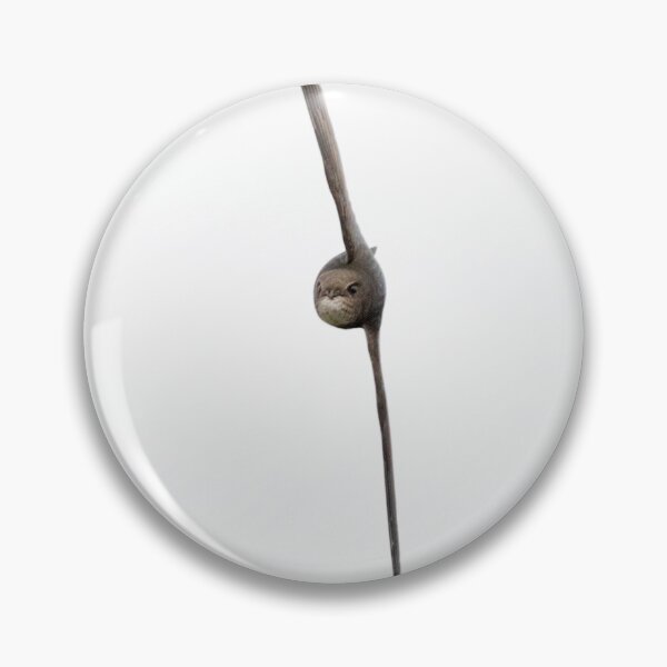Item preview, Common Swift (Apus apus) designed and sold by Richard Nicoll Photography.