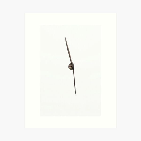 Common Swift (Apus apus) Art Print