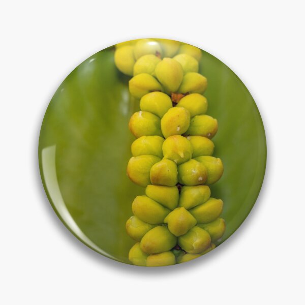 Aperçu de l'œuvre Euphorbia cooperi créée et vendue par iCimages.net.