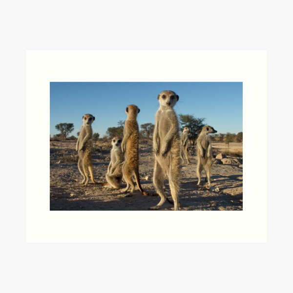 Meerkat morning Art Print