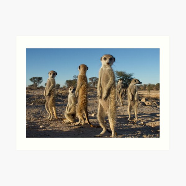 Meerkat morning Art Print
