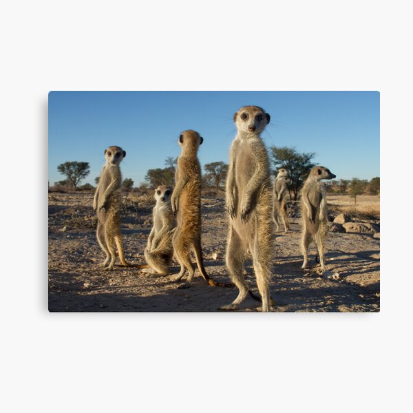 Meerkat morning Canvas Print