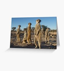 Meerkat morning Greeting Card