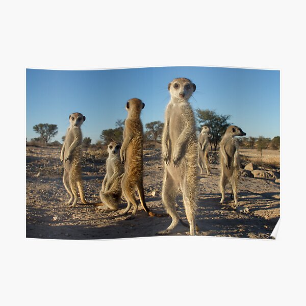 Meerkat morning Poster