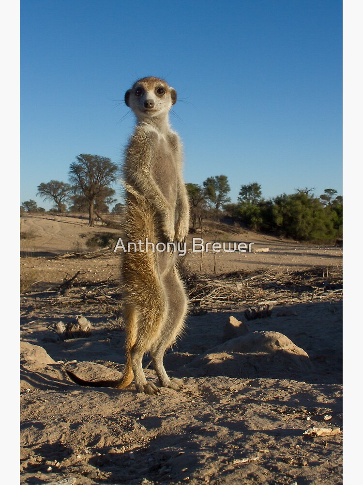 Standing tall by dailyanimals