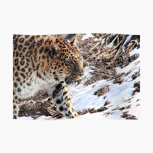 Leopard Poster