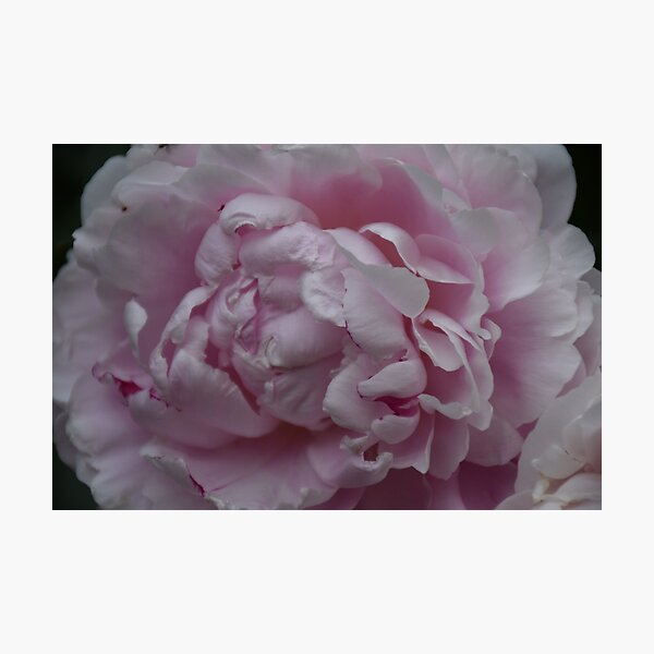 Item preview, Paeonie in rosé designed and sold by Boscastle.