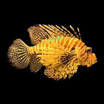 Artwork thumbnail, Lionfish by Jayson Gaskell Photography
