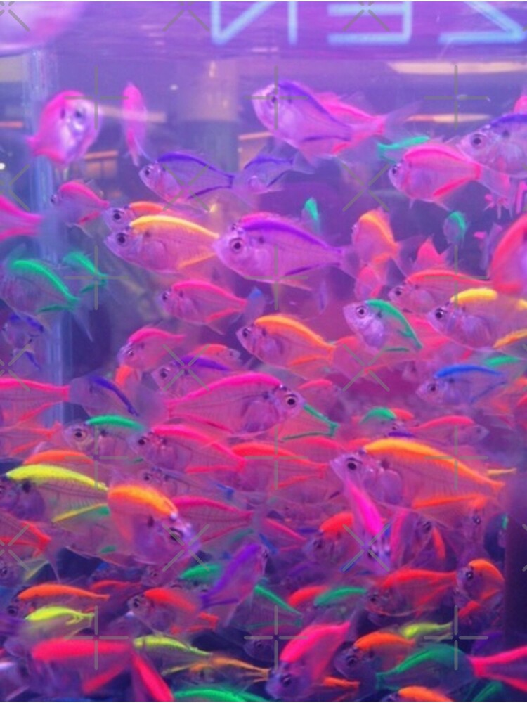 Neon Fish | Poster