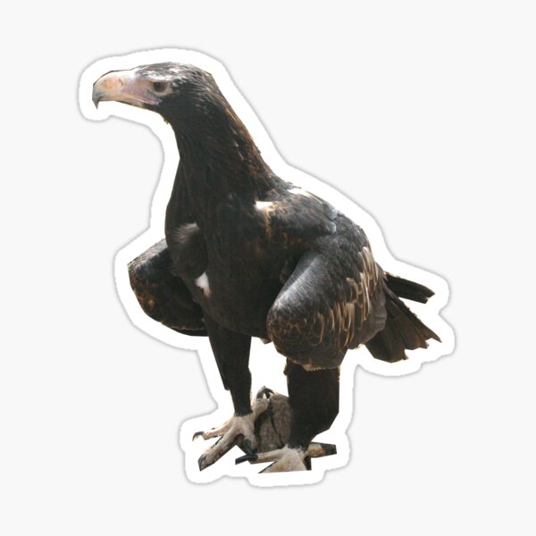 Wedge Tailed Eagle Sticker
