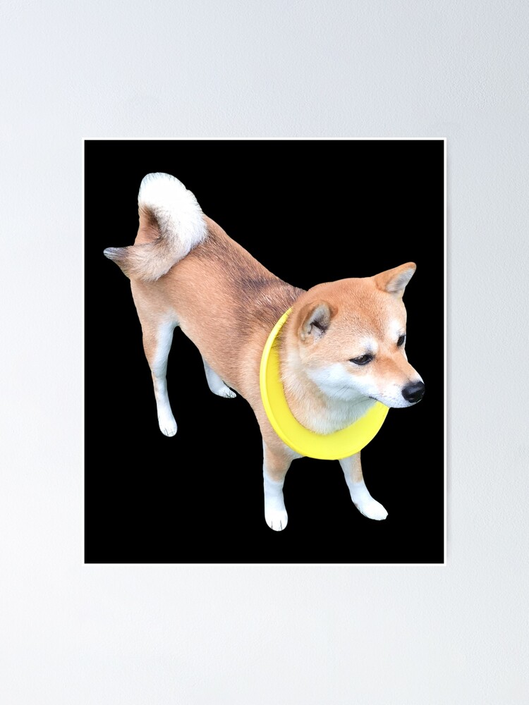 shiba inu frisbee