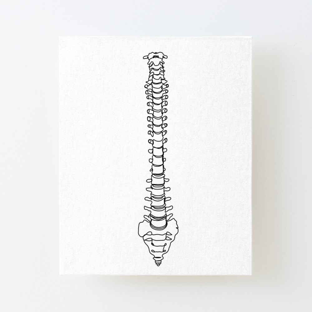 Sketch Sacrum, 5 Lumbar vertebrae and 1 thoracic. on Behance
