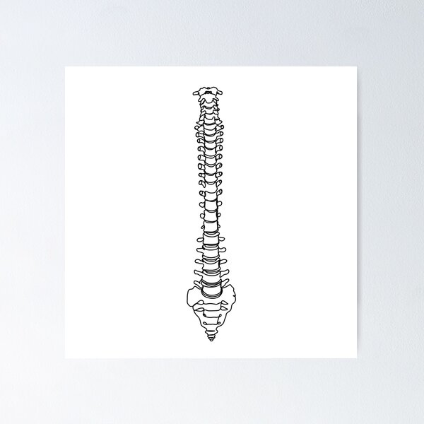 quot spine one line drawing Medical print quot Poster for Sale by OneLinePrint