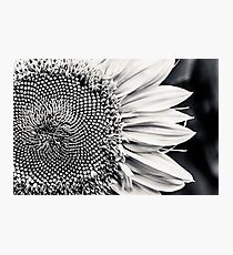 Meeting the Flower Photographic Print