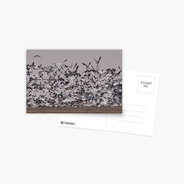 Take Off Postcard