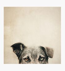 Half Dog Photographic Print