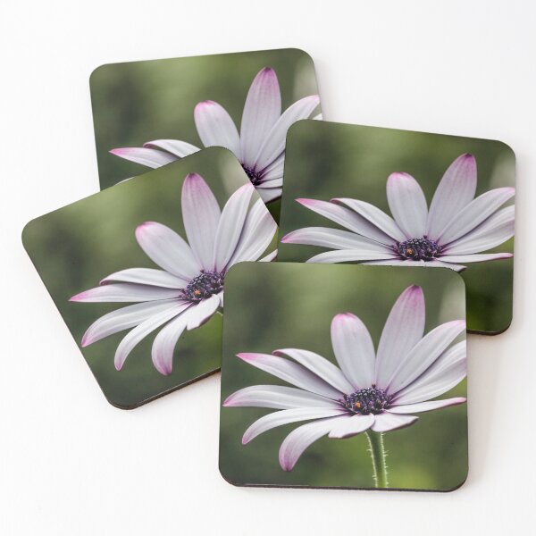 Item preview, Osteospermum. designed and sold by John Ray.