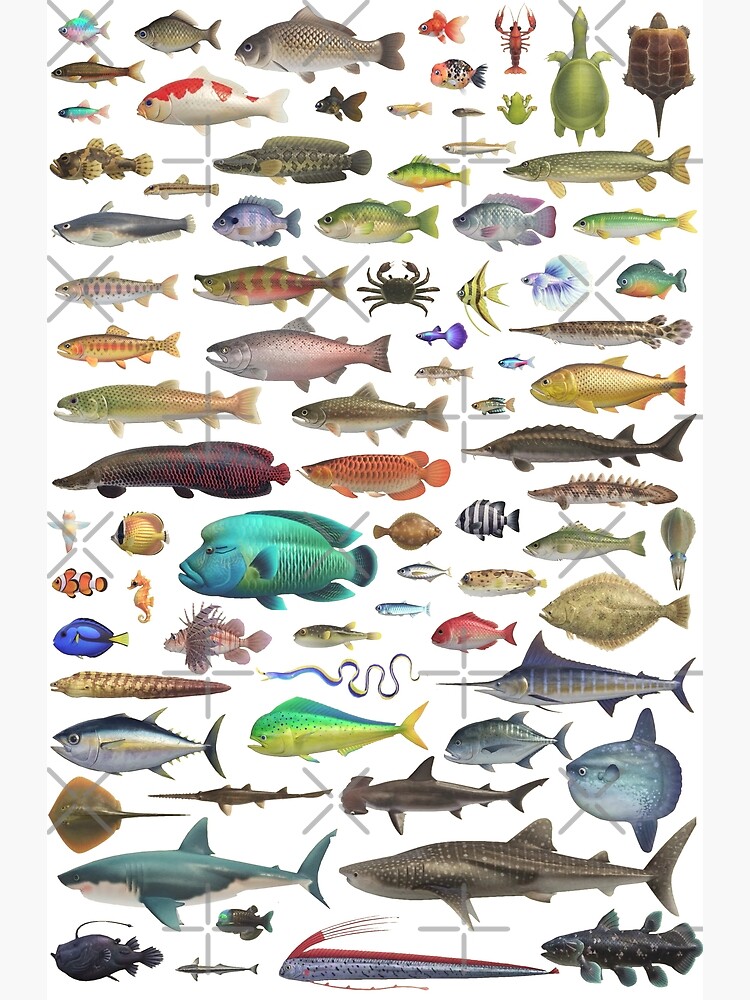 ALL FISH N STUFF Critterpedia | Photographic Print