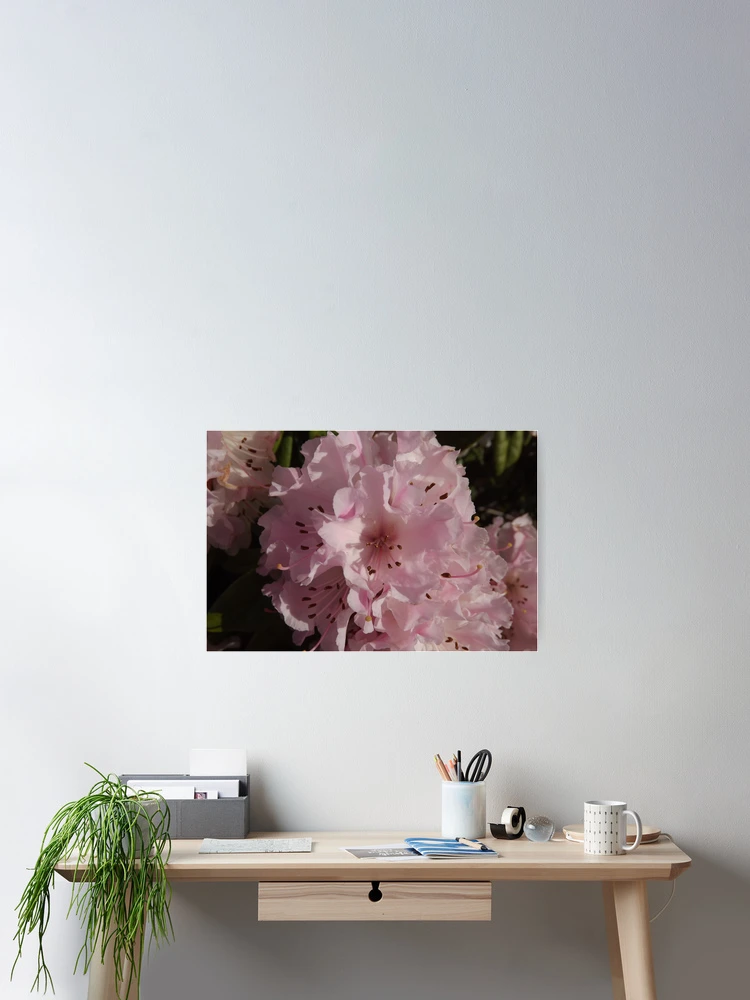 Thumbnail 2 of 3, Poster, Pale Pink Ruffled "Rhodies!" designed and sold by seeingred13.