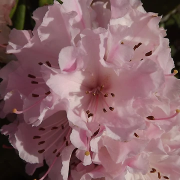 Artwork thumbnail, Pale Pink Ruffled "Rhodies!" by seeingred13